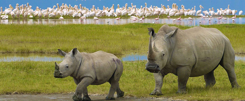 Lake Nakuru National Park Day Tour
