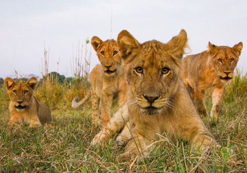 Masai Mara Game Reserve