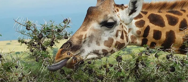 13 DAYS IN SEARCH OF A PEARL UGANDA ADVENTURE
