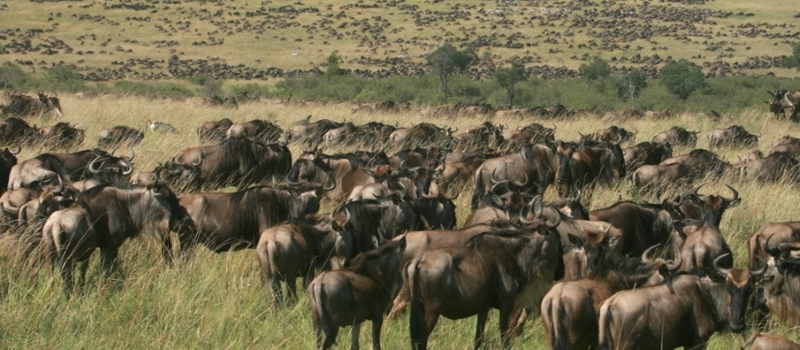 08 DAYS MASAI MARA, NAKURU,NAIVASHA AND AMBOSELI WHOLESOME BUDGET SAFARI. (with an extra day at the Masai mara)