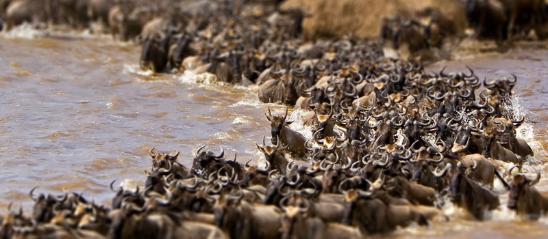 10 DAYS KENYA AND TANZANIA WILDLIFE AND WILDEBEEST MIGRATION BUDGET SAFARI.